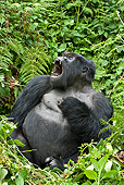 PRM 01 WF0019 01
Silverback Mountain Gorilla Sitting In Vegetation Yawning