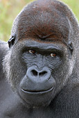 PRM 01 WF0020 01
Head Shot Of Silverback Western Lowland Gorilla