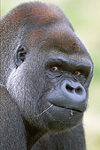 PRM 01 WF0021 01
Head Shot Of Silverback Western Lowland Gorilla With Grass In Mouth