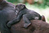 PRM 01 GR0001 01
Baby Lowland Gorilla Hanging On Mother's Back