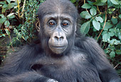 PRM 01 GR0003 01
Close-Up Of Juvenile Gorilla Sitting By Foliage