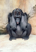 PRM 01 GR0004 01
Lowland Gorilla Sitting Huddling By Rock Holding Head In Arms