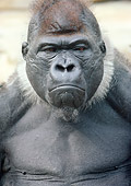 PRM 01 GR0005 01
Close-Up Of Lowland Gorilla Frowning