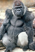 PRM 01 GR0006 01
Close-Up Of Lowland Gorilla Frowning Sitting On Rock