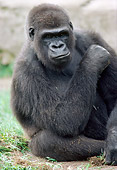 PRM 01 GR0007 01
Close-Up Of Lowland Gorilla Sitting On Grass