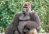 PRM 01 GR0008 01
Close-Up Of Lowland Gorilla Sitting By Shrub