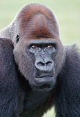 PRM 01 GR0009 01
Head Shot Of Lowland Gorilla