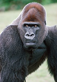 PRM 01 GR0010 01
Close-Up Of Lowland Gorilla