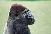 PRM 01 GR0011 01
Close-Up Of Lowland Gorilla Looking Over Shoulder