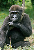 PRM 01 GR0013 01
Juvenile Gorilla Sitting By In Grass Holding Tree Trunk