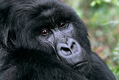 PRM 01 KH0001 01
Head Shot Of Silverback Mountain Gorilla Looking Over Shoulder