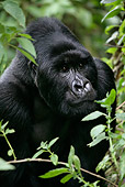 PRM 01 KH0002 01
Head Shot Of Silverback Mountain Gorilla Looking Through Foliage