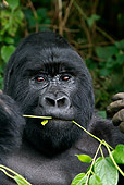 PRM 01 KH0003 01
Head Shot Of Silverback Mountain Gorilla Eating Plant