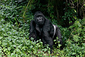PRM 01 KH0004 01
Silverback Mountain Gorilla Standing In Foliage
