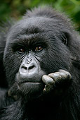 PRM 01 KH0006 01
Head Shot Of Female Mountain Gorilla