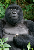 PRM 01 KH0007 01
Close-Up Of Silverback Mountain Gorilla Sitting In Foliage