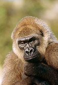 PRM 01 LS0001 01
Portrait Head Shot Of Lowland Gorilla