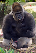 PRM 01 NE0002 01
Western Lowland Gorilla Sitting In Shade