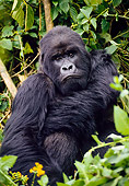 PRM 01 NE0003 01
Male Silverback Mountain Gorilla Resting In Jungle Rwanda