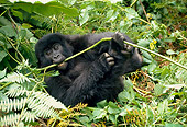 PRM 01 NE0005 01
Juvenile Mountain Gorilla Foraging In Jungle Rwanda