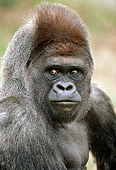 PRM 01 RC0001 01
Head Shot Of Gorilla Looking Back