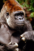 PRM 01 RD0005 01
Male Lowland Gorilla (Gorilla Gorilla Gorilla) Western Equatorial Africa Captive