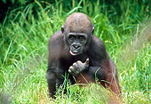 PRM 01 RD0015 01
Young Lowland Gorilla Sitting In Grass