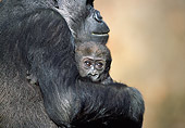 PRM 01 RD0016 01
Mother Western Lowland Gorilla Holding Baby