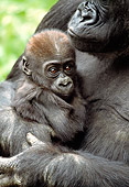 PRM 01 RD0017 01
Mother Western Lowland Gorilla Holding Baby
