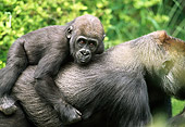 PRM 01 RD0018 01
Mother Western Lowland Gorilla Young Riding On Mother's Back