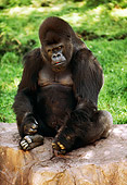 PRM 01 RK0015 02
Head Shot Of Silverback Gorilla Sitting On Rock