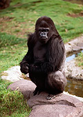 PRM 01 RK0025 04
Silverback Gorilla Sitting On Rocks By Water