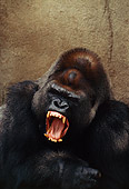 PRM 01 RK0052 20
Head Shot Of Gorilla Roaring