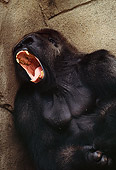 PRM 01 RK0052 27
Head Shot Of Gorilla Roaring