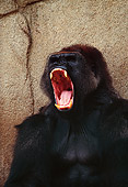 PRM 01 RK0052 36
Head Shot Of Gorilla Roaring