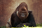 PRM 01 RK0053 01
Silverback Gorilla Facing Camera