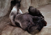 PRM 01 RK0056 01
Humorous Shot Of Silverback Gorilla Laying On Back