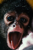 PRM 01 RK0063 06
Head Shot Of Newborn Gorilla