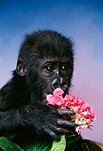 PRM 01 RK0073 10
Head Shot Of Young Gorilla By Leaves