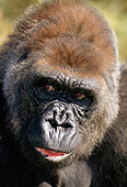 PRM 01 TK0001 01
Head Shot Of Lowland Gorilla