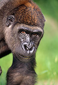 PRM 01 TK0002 01
Head Shot Of Lowland Gorilla