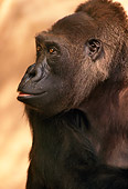 PRM 01 TL0001 01
Profile Head Shot Of Lowland Gorilla