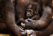 PRM 01 TL0002 01
Baby Lowland Gorilla Sitting In Mother's Arms