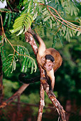 PRM 02 BA0001 01
Brown Pale-Fronted Capuchin Climbing On Tree Branch
