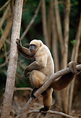 PRM 02 BA0002 01
Woolly Monkey Sitting On Tree Branch Profile