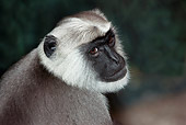 PRM 02 GL0001 01
Head Shot Of Hanuman Langur