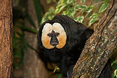 PRM 02 GL0002 01
White-Faced Saki Male Sitting On Tree Branch