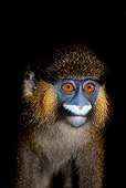 PRM 02 GL0003 01
Portrait Of Moustached Monkey In Dark