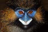 PRM 02 GL0004 01
Head Shot Of Moustached Monkey