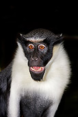 PRM 02 GL0005 01
Portrait Of Diana Monkey In Dark